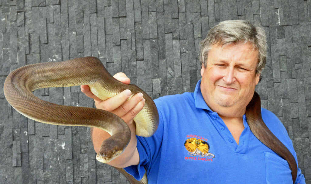 ALL IN A DAY’S WORK: Snake breeder and educator Bob Withy gets up close-and-personal with an olive python called Bruce. Mr Withy’s daily shows will continue at 11am, 1pm and 3pm today and tomorrow at Grafton Shoppingworld. ALL IN A DAY’S WORK: Snake breeder and educator Bob Withy gets up close-and-personal with an olive python called Bruce. Mr Withy’s daily shows will continue at 11am, 1pm and 3pm today and tomorrow at Grafton Shoppingworld.